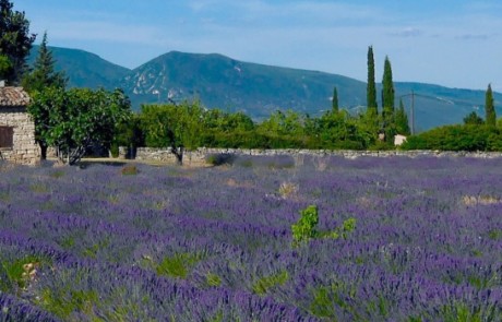 Les paysages, du Luberon à la montagne de Lure