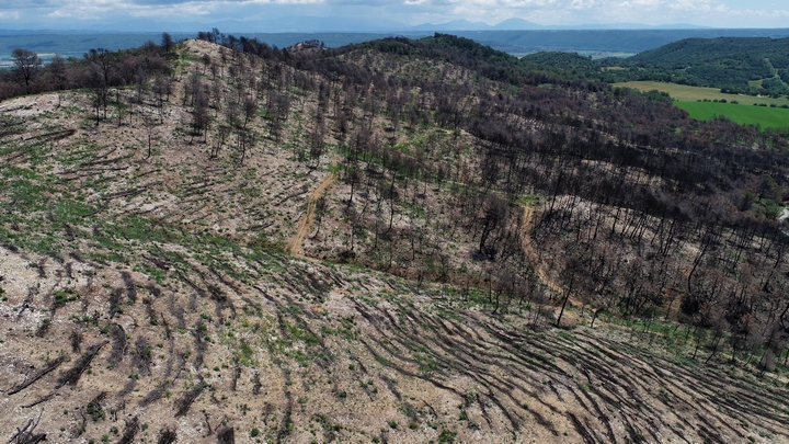 Forêt sur la crête du Pin blanc à Villeneuve (04) : fascinage pour éviter l'érosion massive du sol et de la banque de graines (photo Nicolas Petit)