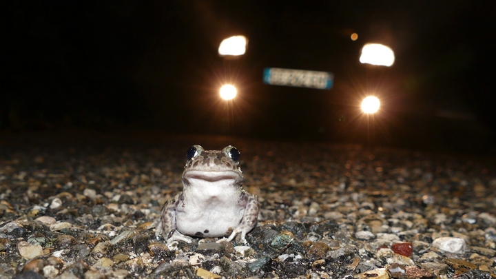 Menace de collision avec un Prélobate cultripède (photo LPO-Nicolas Fuento)